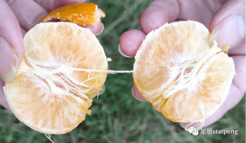 柑橘果面看着挺好剥开果肉却干水怎么回事