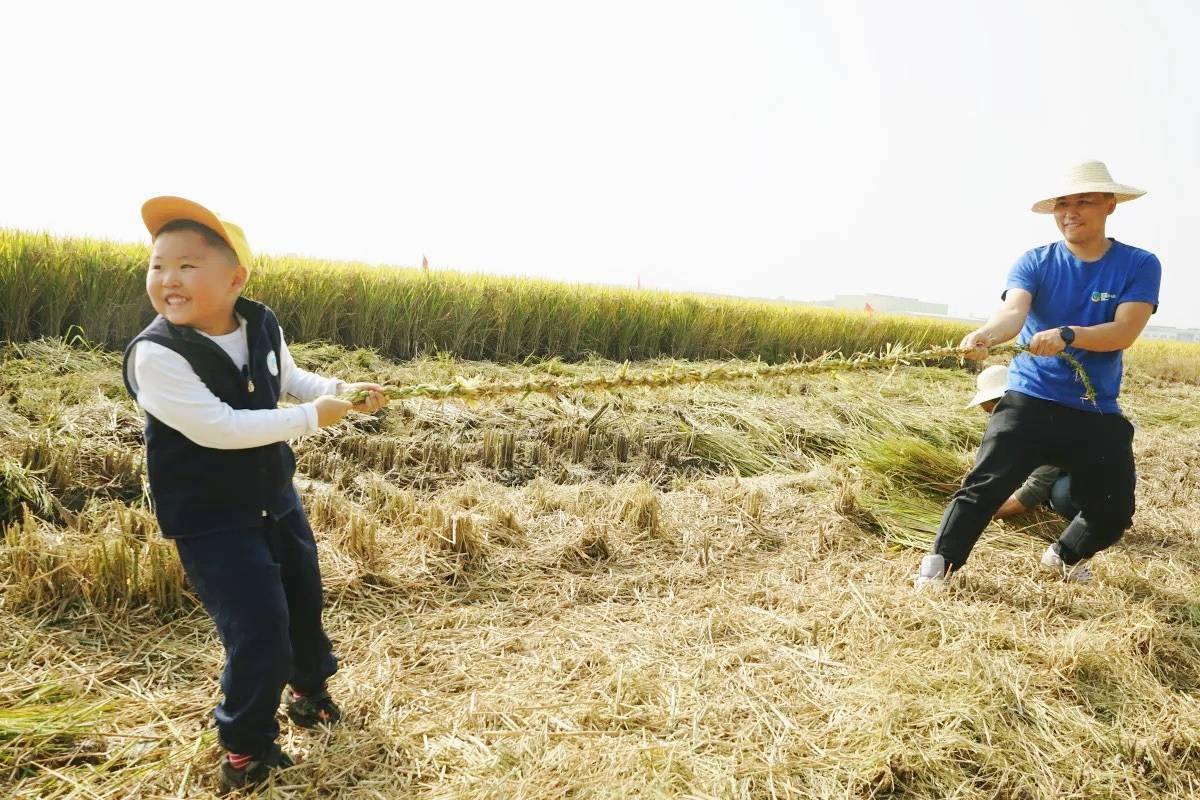 家长|在上海最北的这所农村幼儿园，囡囡们成为稻田里的“农民娃娃”