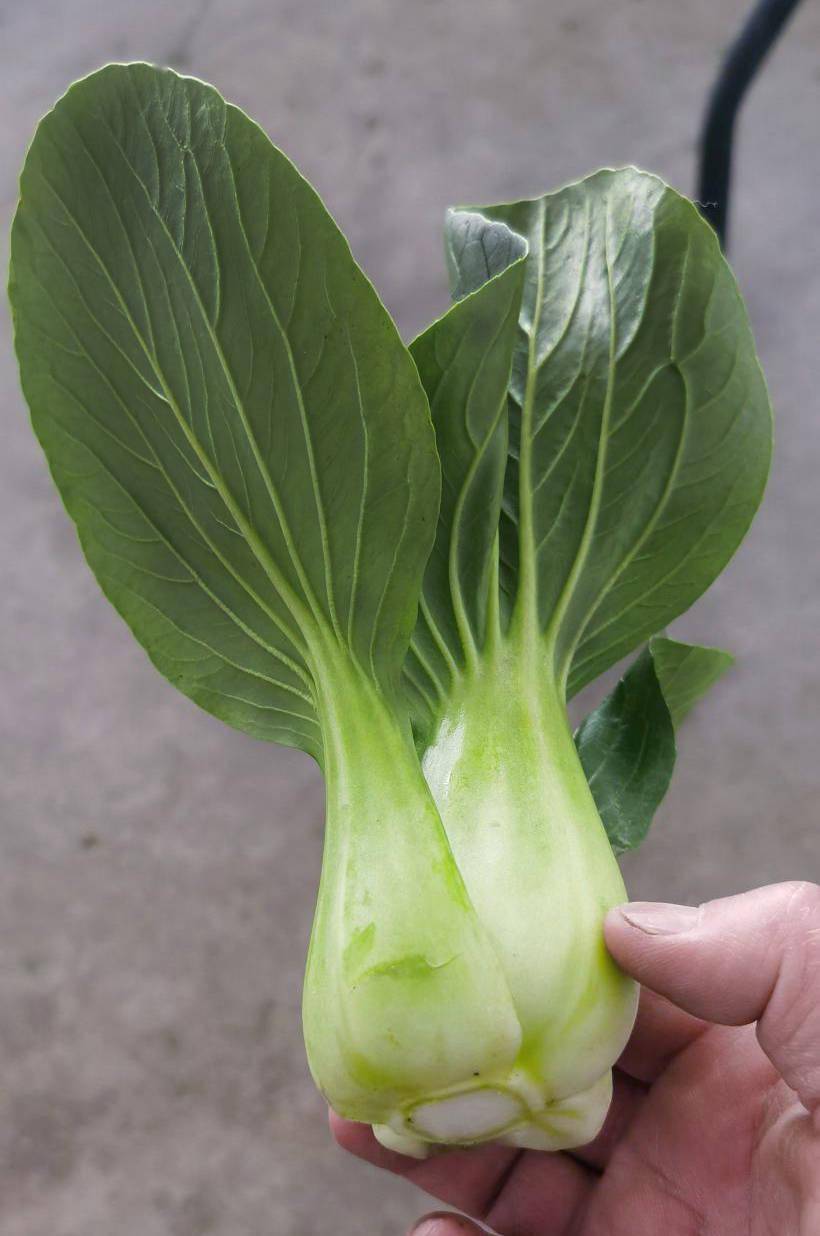 口感更嫩,更好吃的青菜老品种!长得很慢,特别耐抽苔!赶紧安排_用种量
