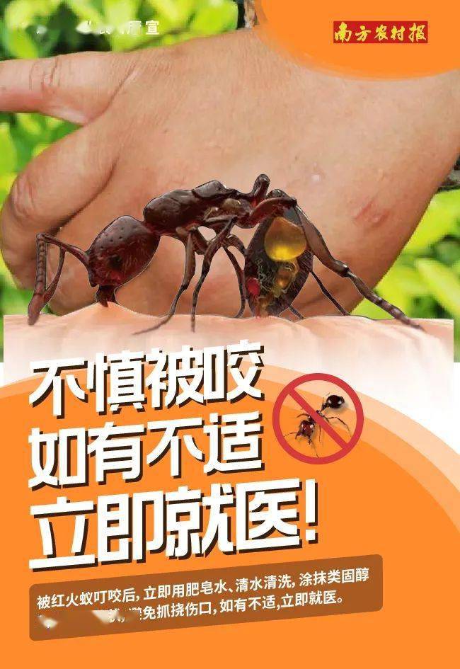 红火蚁宣传标语内容图片