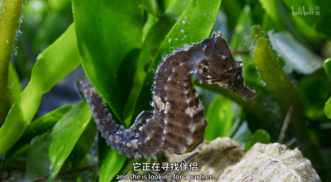 海马|这尺度不付费真能看？