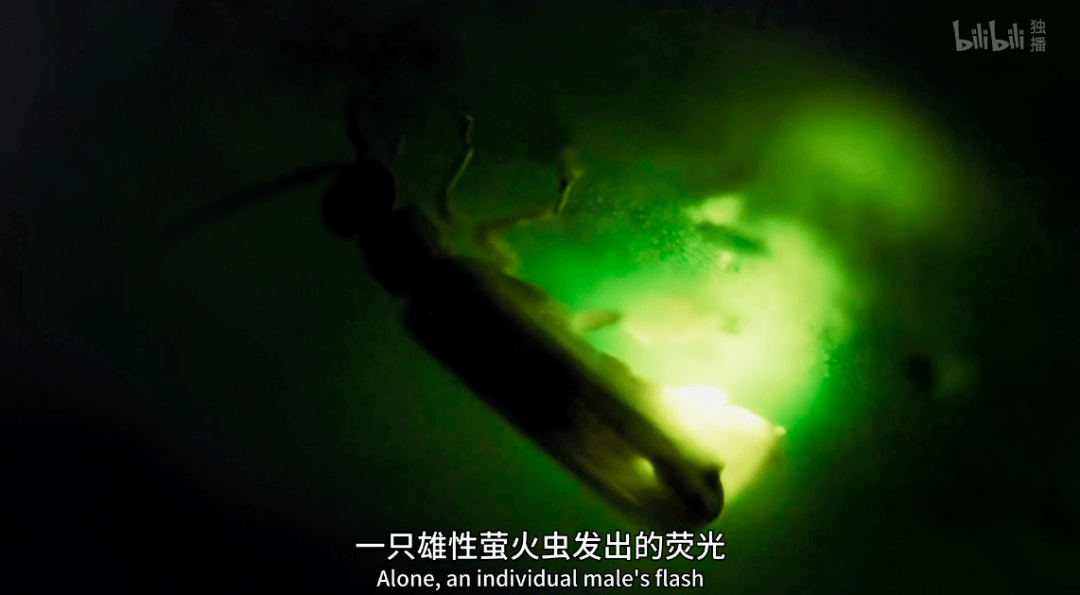 海马|这尺度不付费真能看？