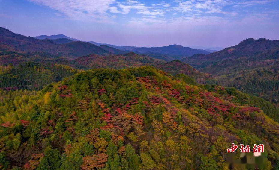 江西|航拍江西分宜大岗山层林尽染 森林风光无限