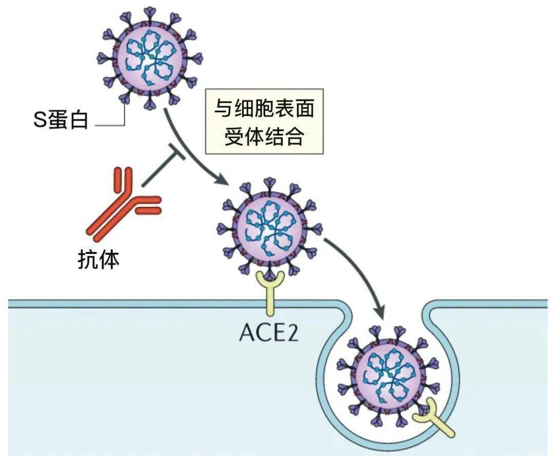 抗原蛋白)的mrna直接注射进入体内,能够在人体内合成s蛋白,通过模拟