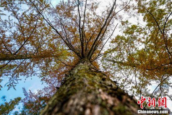 山野|航拍江西分宜大岗山层林尽染 森林风光无限