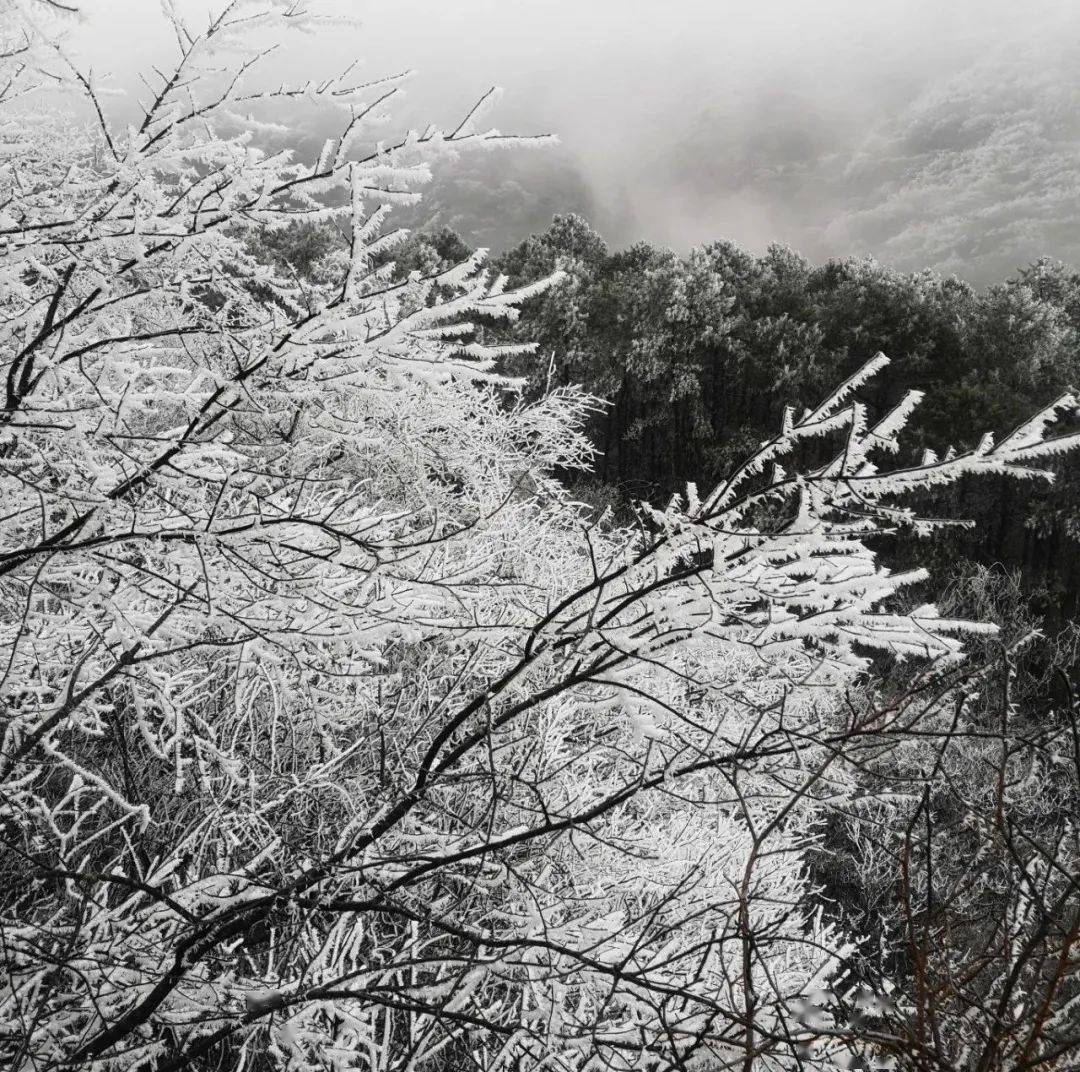 雷公山雪景图片图片