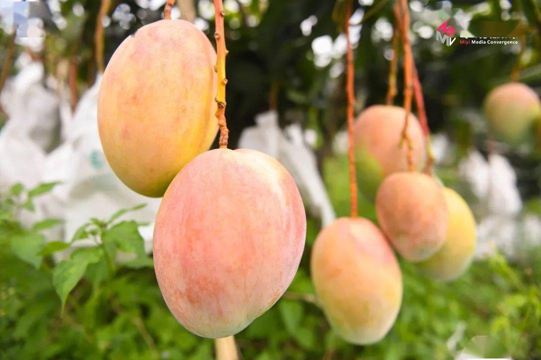 外观圆润果实甜度高米易晚熟芒果甜蜜上市