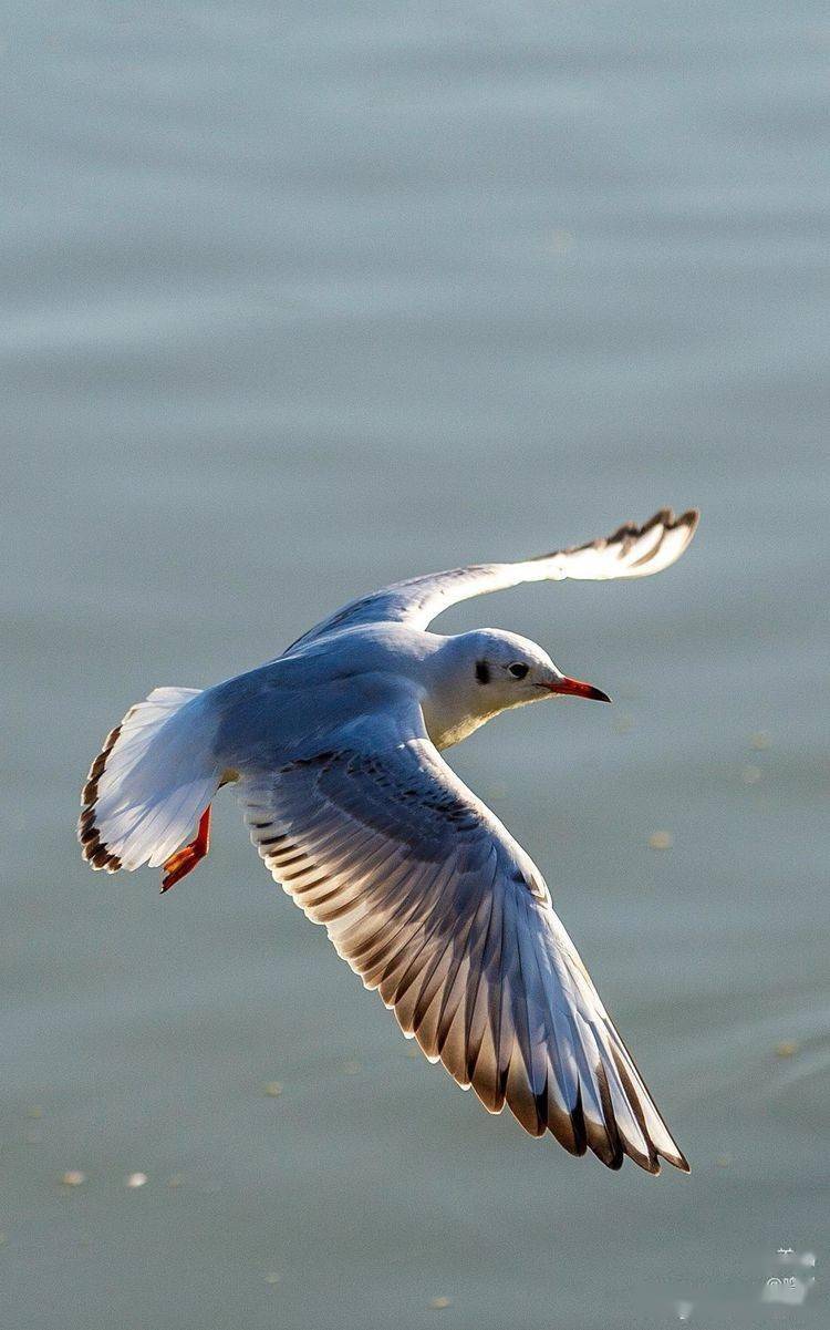 汉中小精灵———红嘴鸥又回来了_汉江