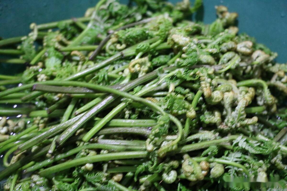 乡野间的野菜一年四季都有，常见但你不一定都认识，看你吃几种？