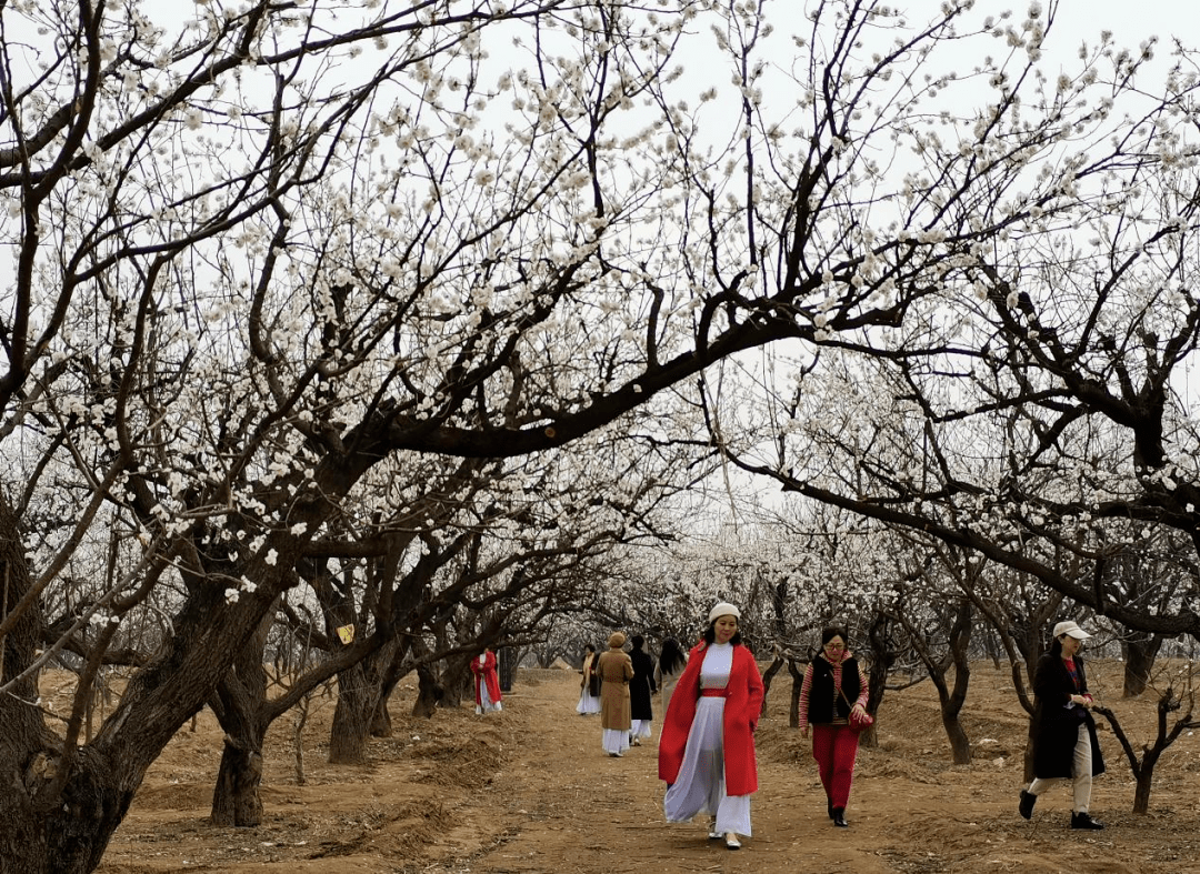【支部领办合作社】聊城临清市唐园镇瑶坡村:麦黄杏,酸皮杏,老品种的