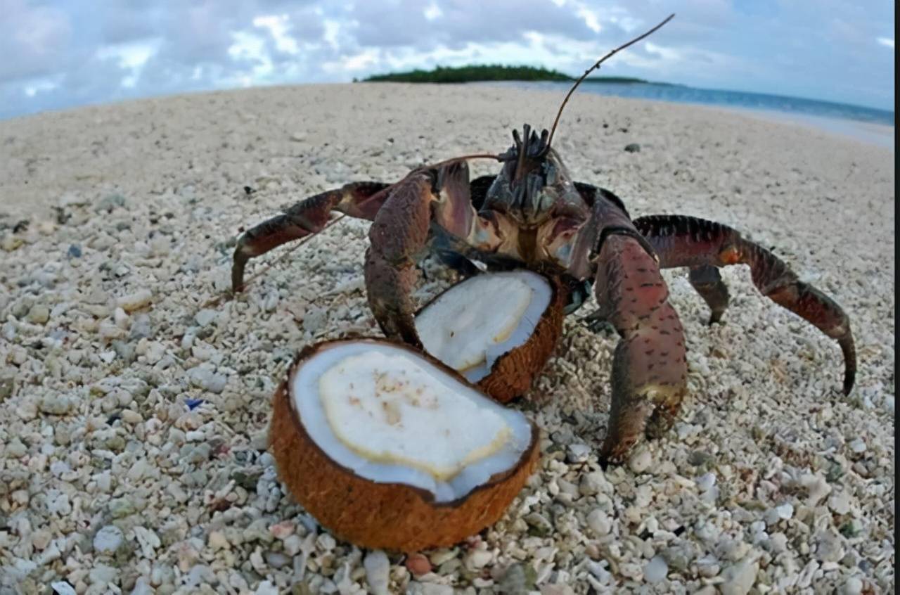 椰子蟹自然图片