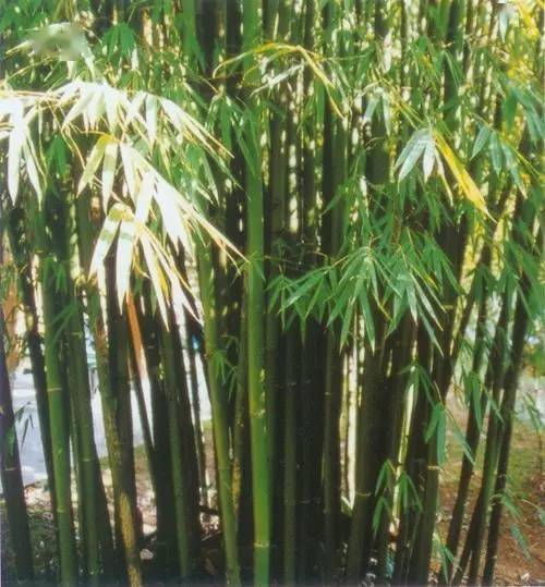 24种庭院常用竹子,你认识几种?_广东