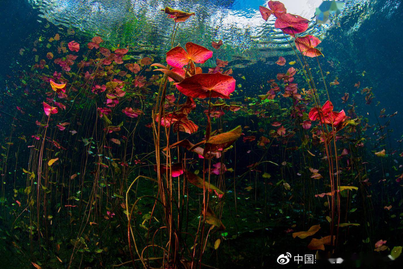 2021中国野生生物影像年赛摄影作品揭晓：感受生命力量