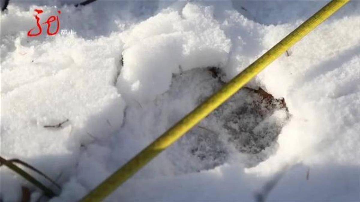 黑龙江一林场冰雪中发现东北虎足迹 官方 请民众注意安全管好牲畜 方正县