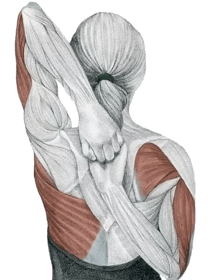 背阔肌,大圆肌,手指屈肌,尺侧腕屈肌,手掌的肌肉站立,双手十指交扣,反