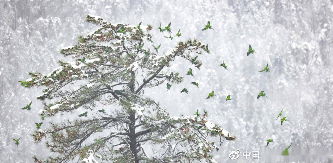 2021中国野生生物影像年赛摄影作品揭晓：感受生命力量