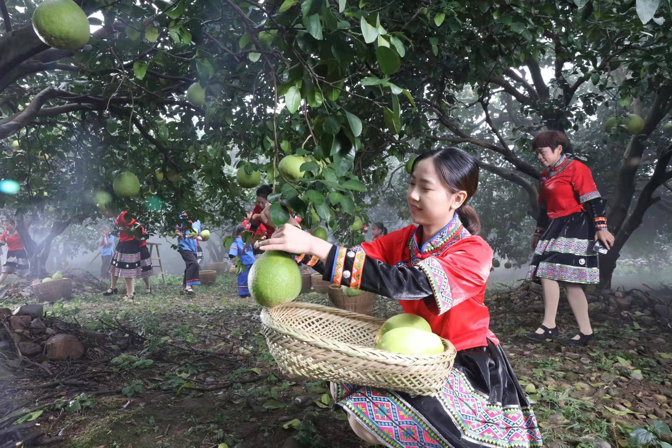 江永香柚柚中爱马仕受追捧