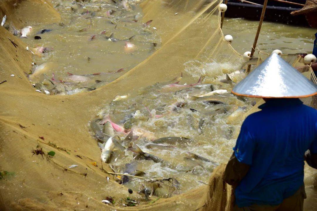 广州幸福田园渔耕园干塘节,人人有鱼,年年有余_鱼塘