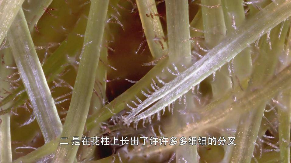 科普文山丨玉米棒上怎么会有不同颜色的玉米粒?