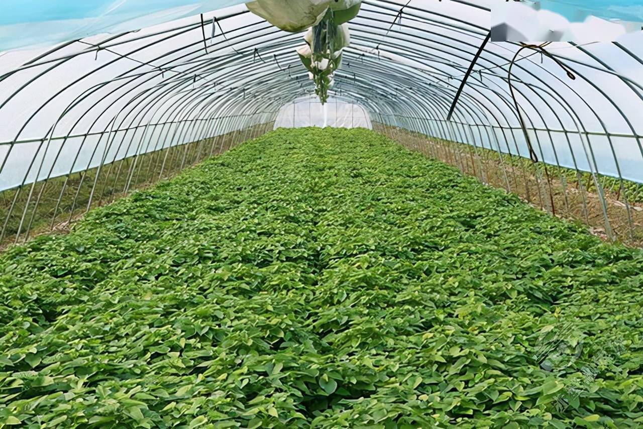 赤壁:蔬菜大棚种出幸福生活_种植