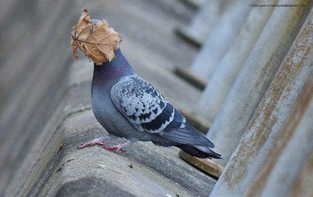 表情|歡迎收看2021年搞笑野生動物攝影大賽獲獎作品！