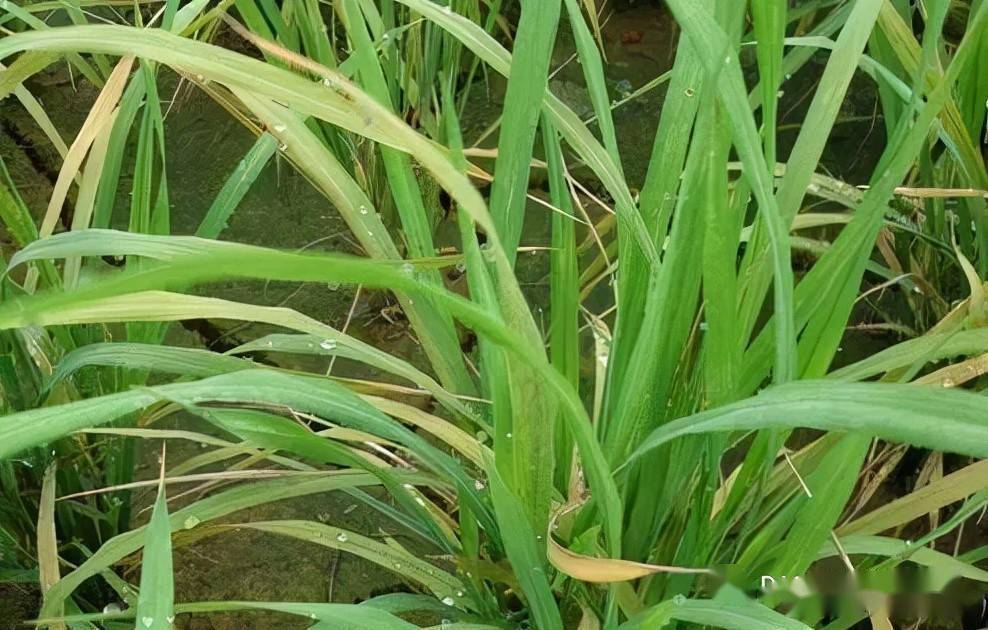 作物缺锌很头疼小叶黄化生长缓慢都是大问题