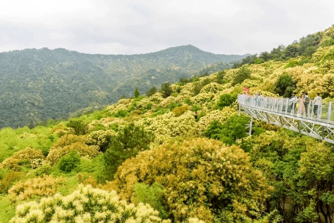 06499遇秋韵丫山,1晚豪华5星大龙山生态酒店,感受山林隐居的惬意