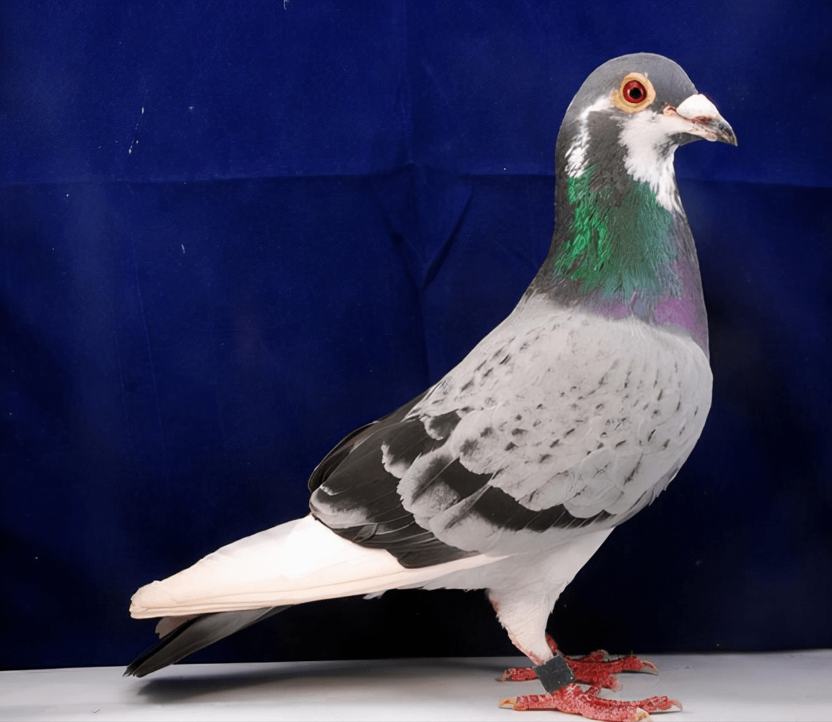 训练赛鸽,要强制家飞_鸽子