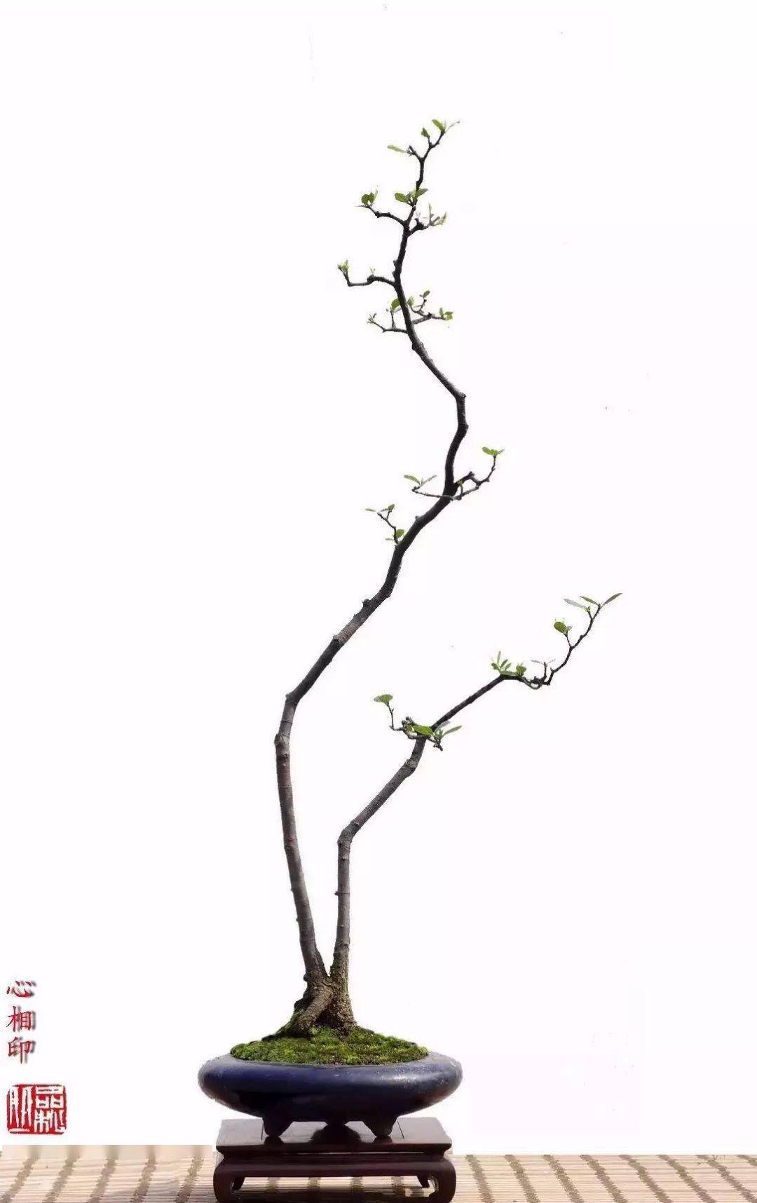 水横枝,禅意枝_作品