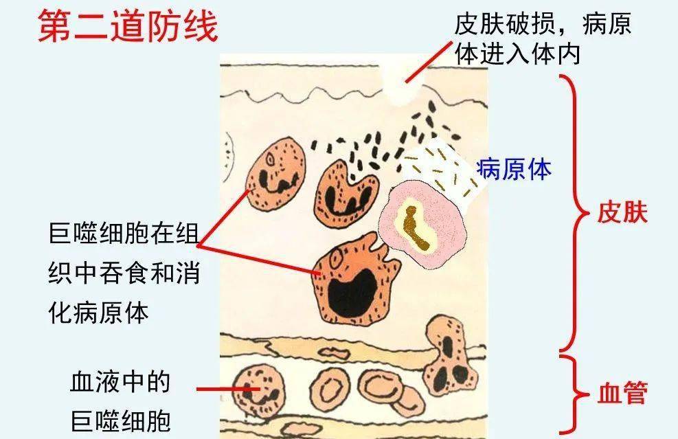 人体第二道防线图片