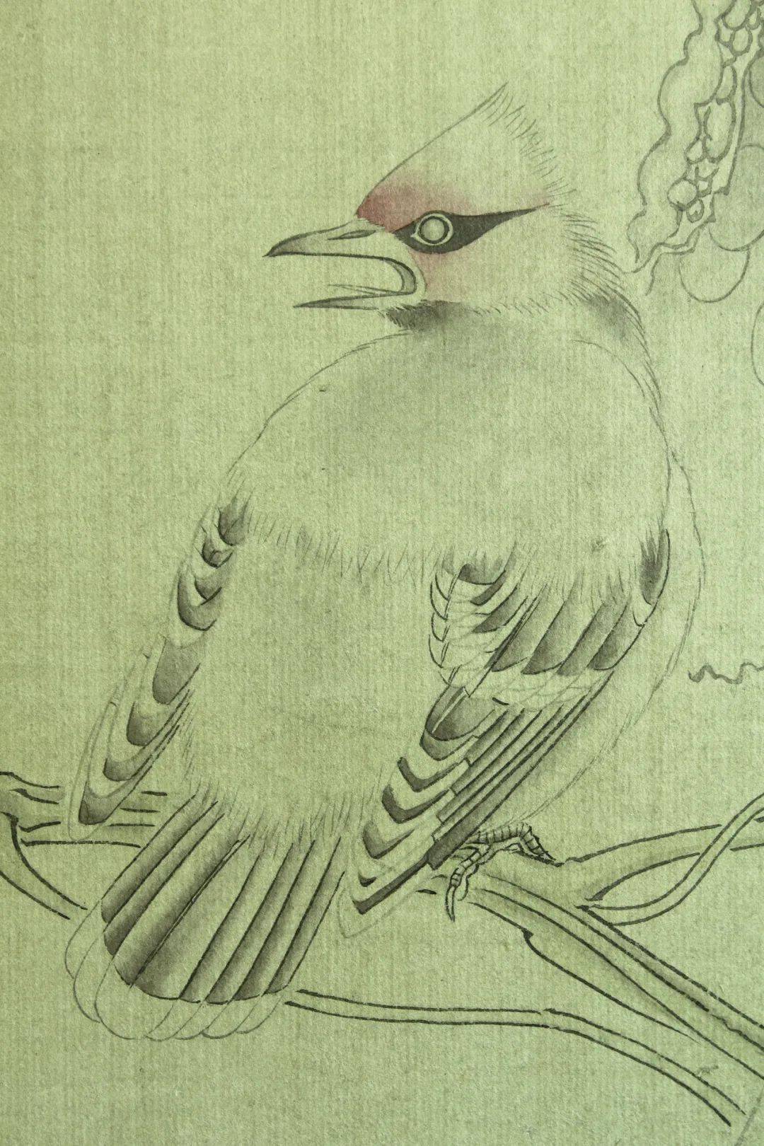 【教程】龚雪青《67太平鸟》设色步骤_工笔画