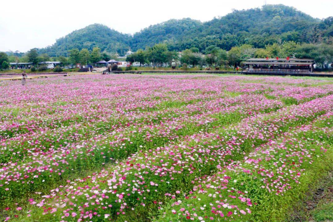 萧山红山村图片