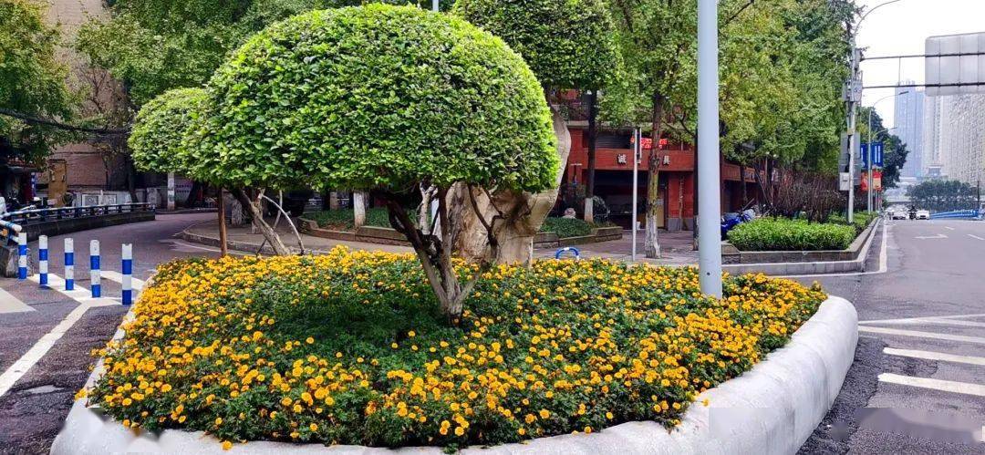 植景观大紫薇1株用20株树状月季填充组团景观中层以不规则方式布局于