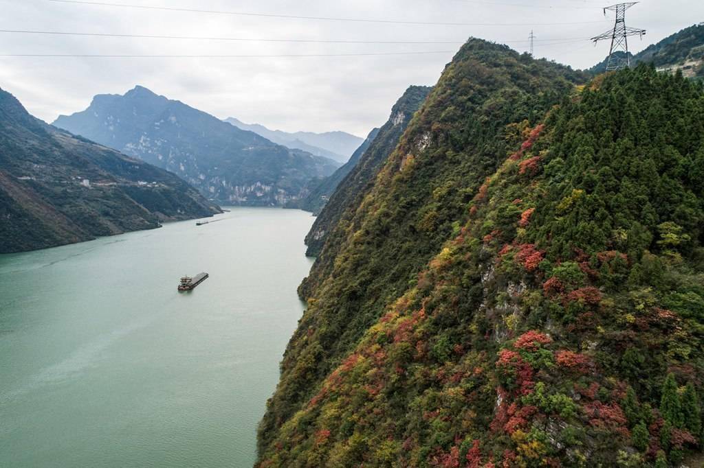 峡江|长江三峡红叶进入最佳观赏季 湖北秭归峡江山村“红霞”飞