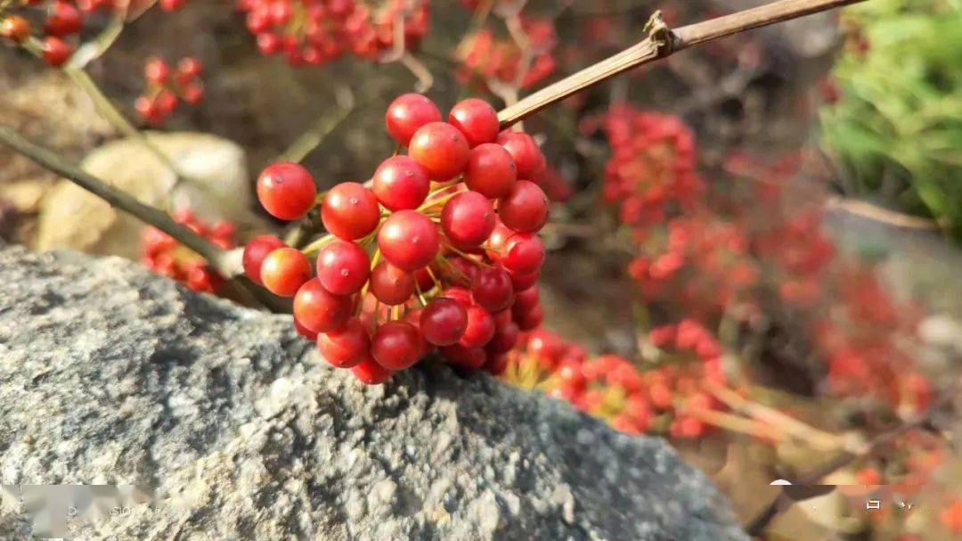 揭西山上现在有很多马甲子成熟了小的时候你摘过吗