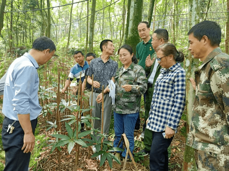 2021年5月苏海兰带杨水明在井冈山指导林下七叶一枝花种植