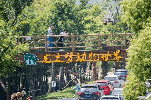 11月20号仅此一班打卡湖州太湖龙之梦动物世界太湖古镇水舞秀纯玩二