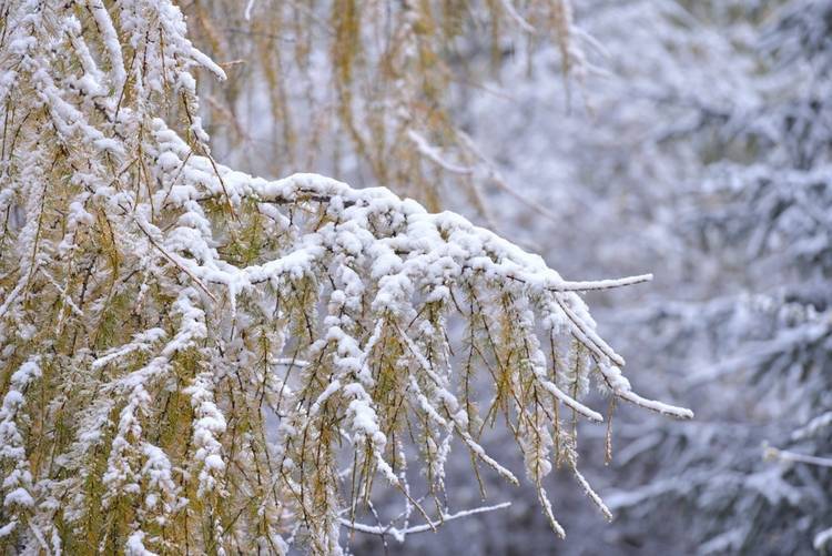 显得|云游四川 半山彩林半山雪丨四姑娘山换上“混搭”彩色新衣