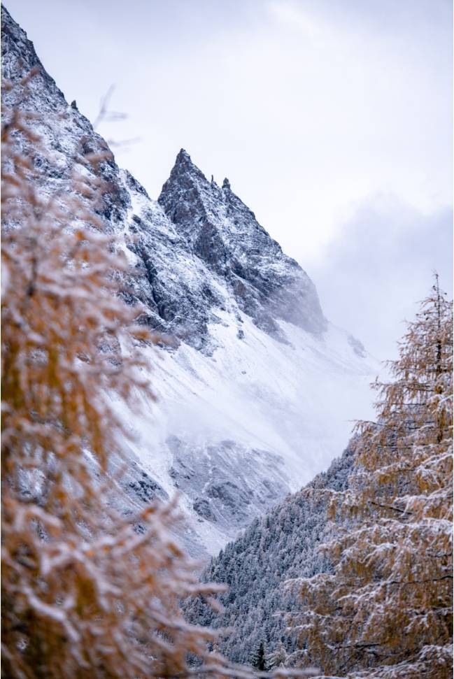 显得|云游四川 半山彩林半山雪丨四姑娘山换上“混搭”彩色新衣