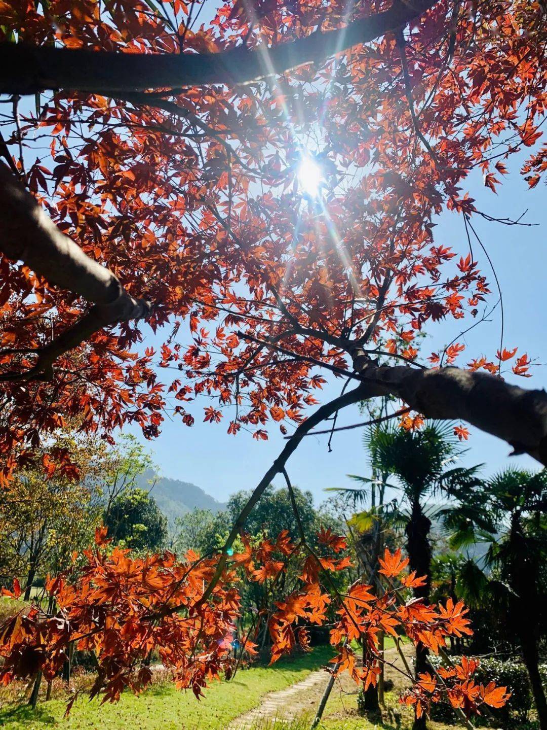 黄金甲|当下最火！宁波这个地方银杏黄了，这周就去打卡吧