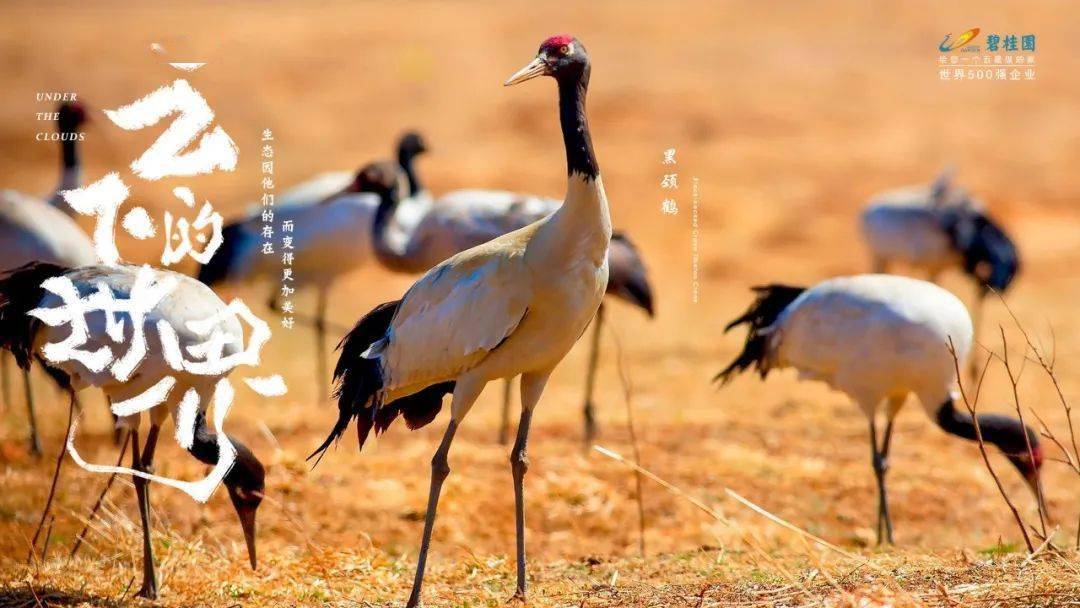 海报国产海报学起来！碧桂园新发布，野味儿十足