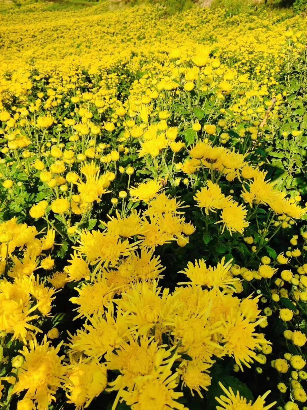 大片菊花盛开成海!市区这个乡村美出天际_by