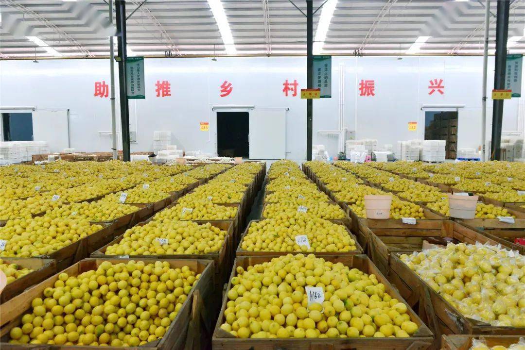潼南柠檬产业图片