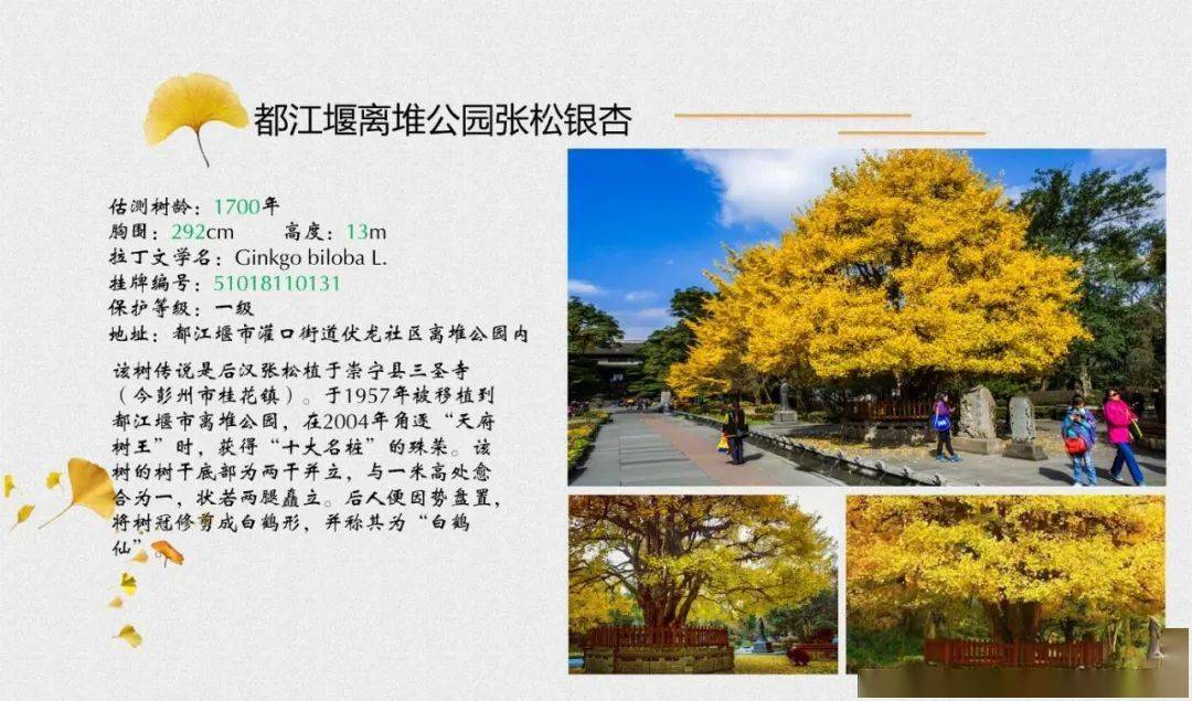 树王|公园城市观花指数来啦！腊梅、芙蓉、还有1900年“树王”......