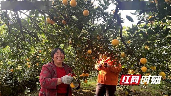 旅游节|组图 | 橙果飘香 感受邵阳新宁脐橙丰收的喜悦