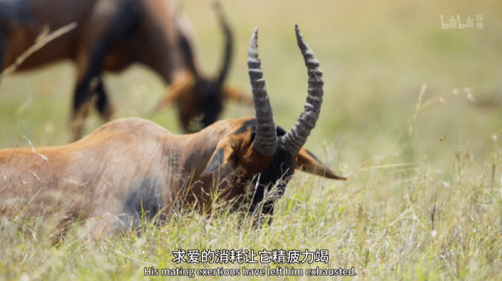 羽毛|豆瓣9.5，相亲节目已经卷成这样了