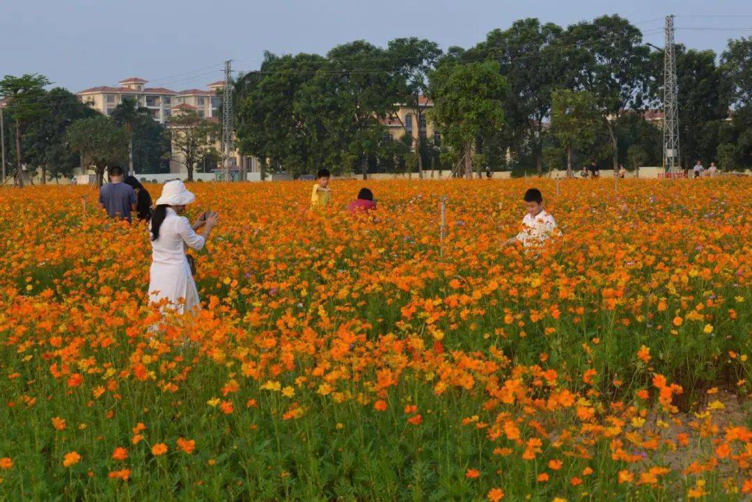 东莞这片花海出圈了现在就是最佳观赏期