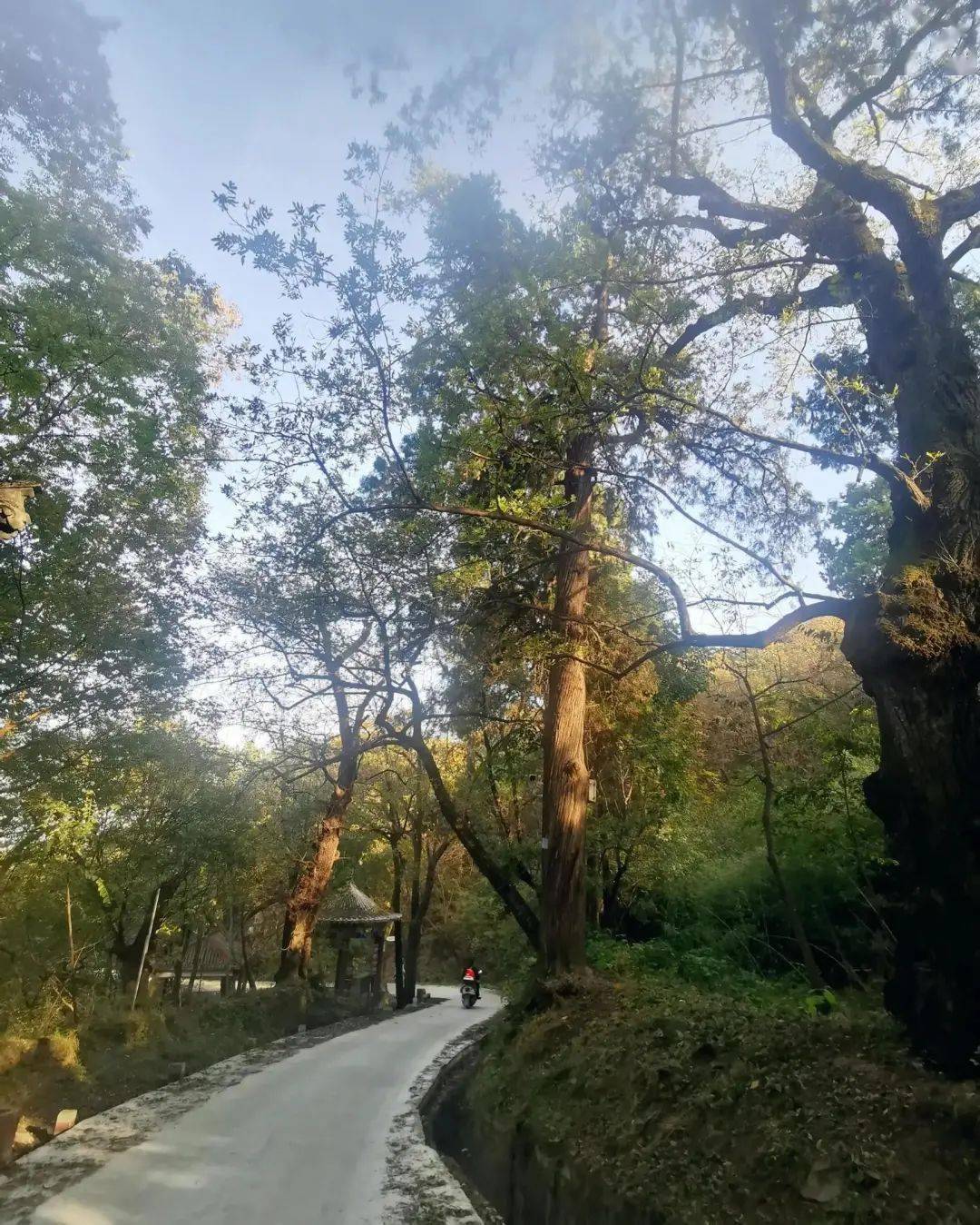 千年古刹秋游镇平菩提寺