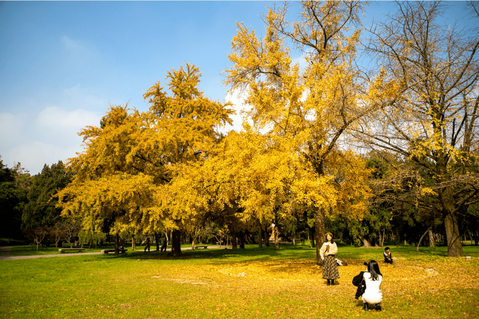 新华社聚焦这条网红银杏大道是时候惊艳扬州了