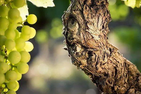 com|没喝过这个绚丽多姿产区的酒，怎能了解法式葡萄酒的经典